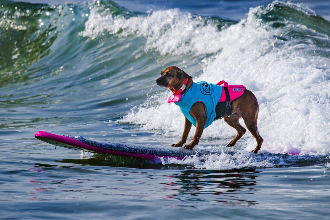 surfing