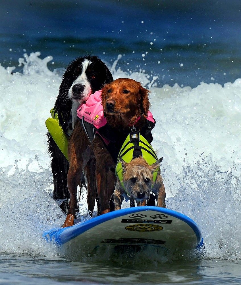 surfing