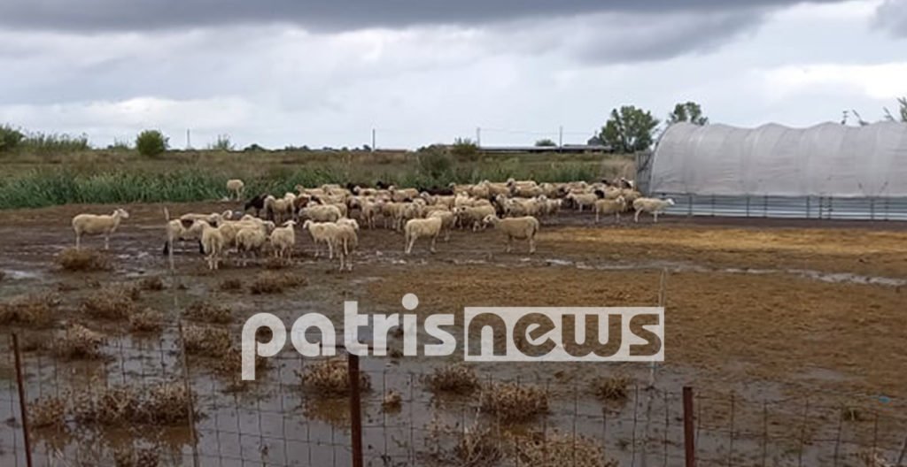 «Xτύπησε» την Ηλεία η κακοκαιρία «Αθηνά»: Ζημιές στον Κόροιβο – Πνίγηκαν ζώα 