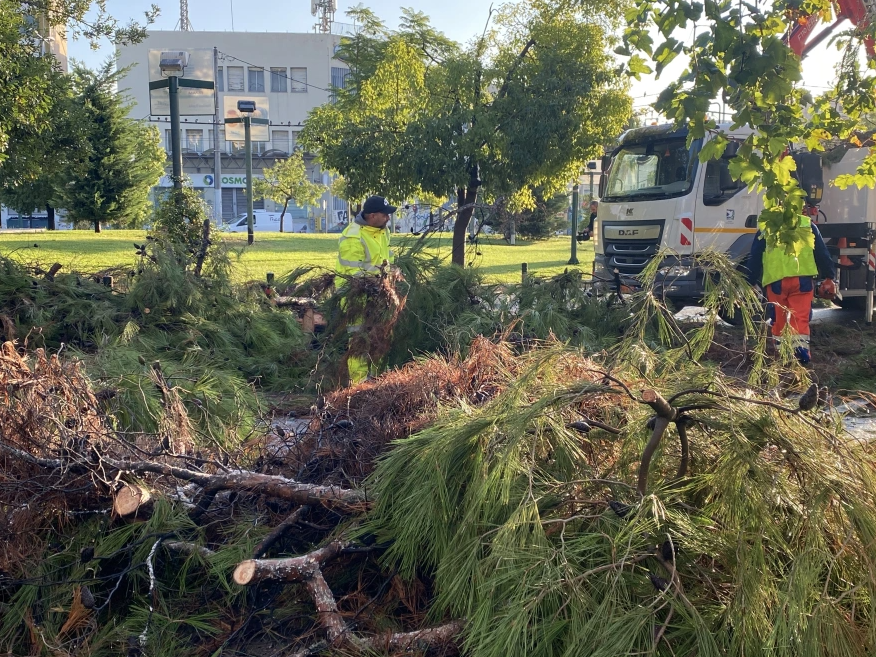 Πτώση δέντρου στο Περιστέρι 