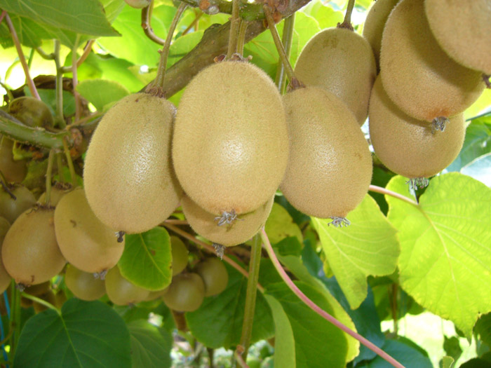 aktinidia