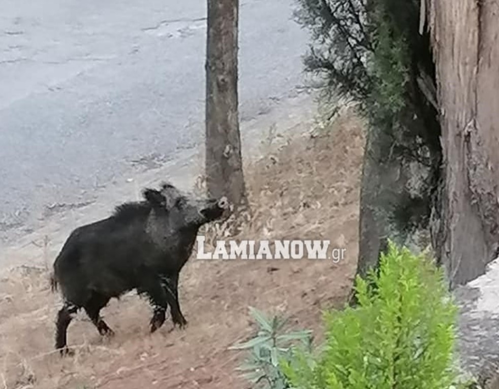 Λαμία: Αγριογούρουνα έκαναν την βόλτα τους σε πάρκο 