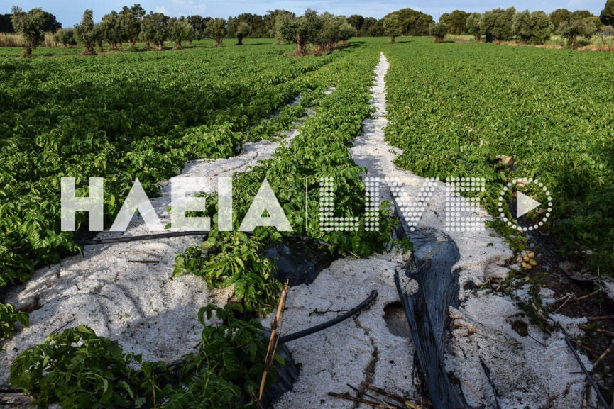 Ηλεία: Μεγάλες καταστροφές σε καλλιέργειες από σφοδρή χαλαζόπτωση