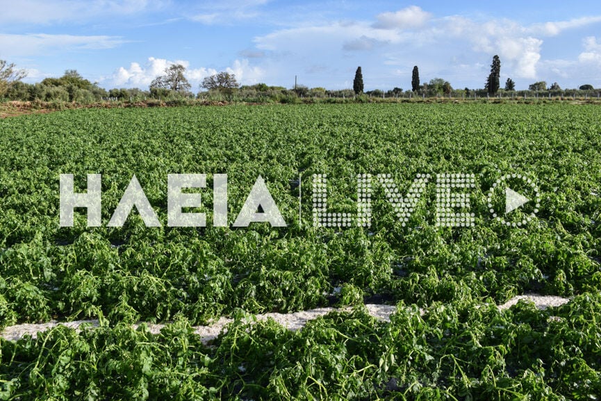 Ηλεία: Μεγάλες καταστροφές σε καλλιέργειες από σφοδρή χαλαζόπτωση