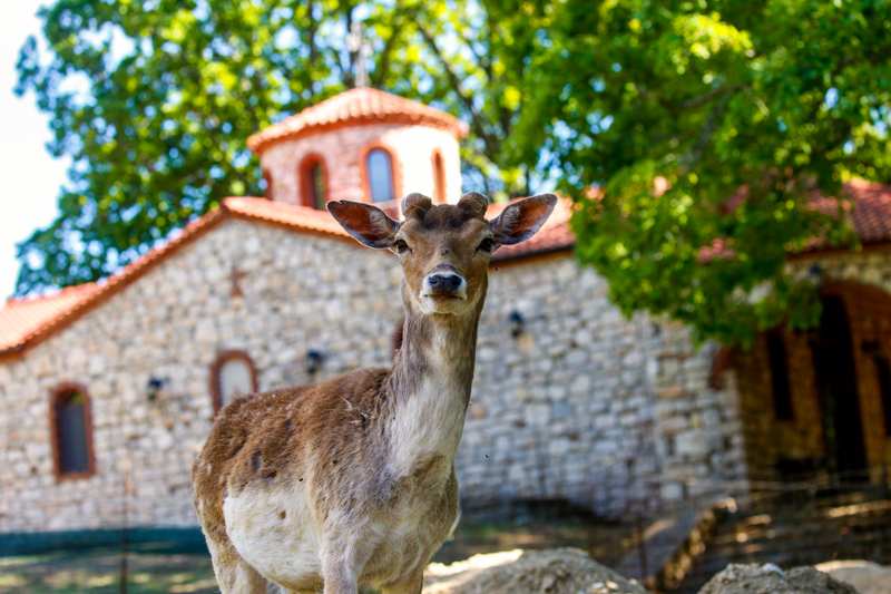 kozani