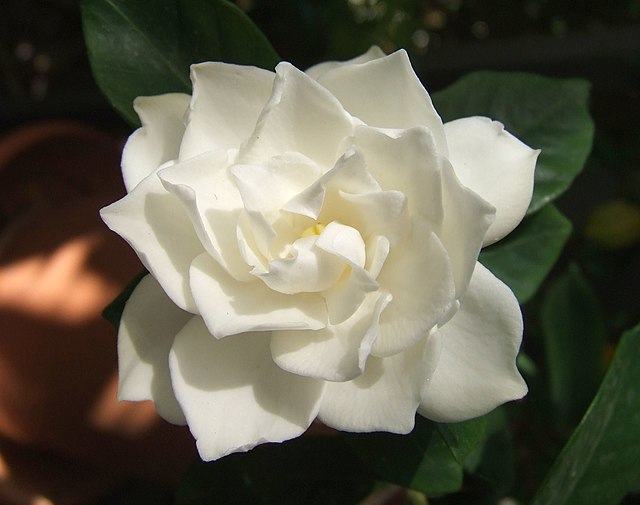 gardenia