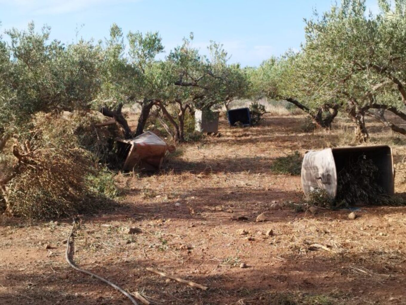 Κρήτη: Ζημιές σε θερμοκήπια και ελιές προκάλεσαν οι ισχυροί άνεμοι στα Φαλάσαρνα