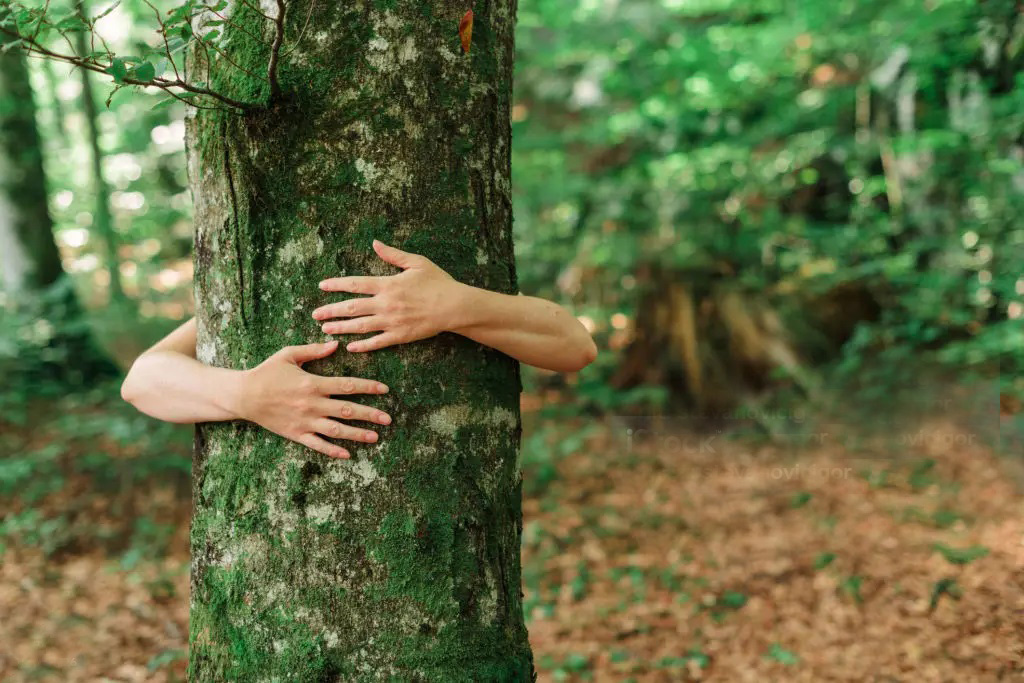 hugging tree