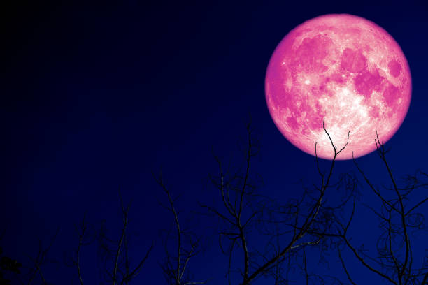 strawberry_ fullmoon