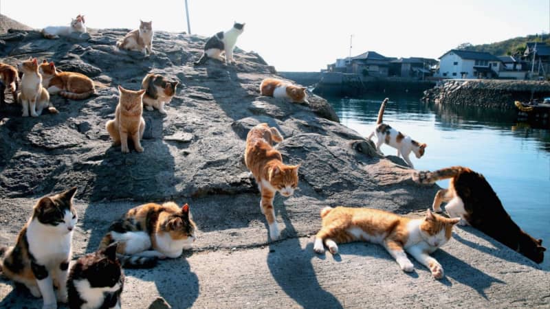 Tashirojima